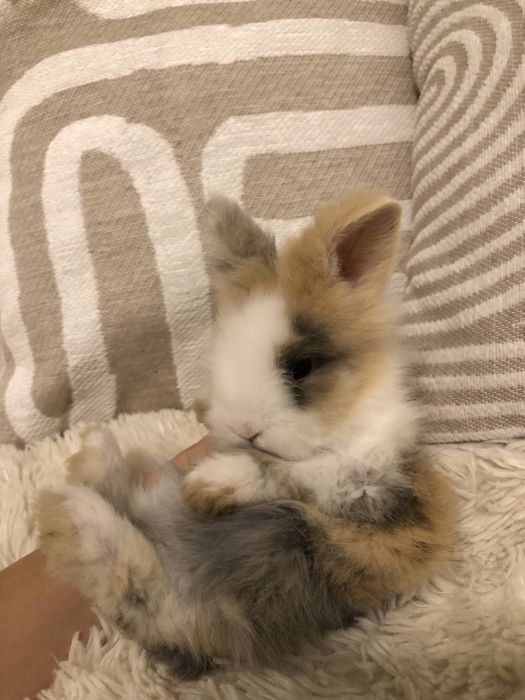 Królik miniaturka karzełek Teddy