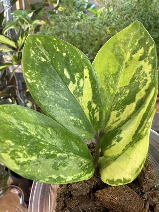 В пропозиції Заміокулькас варієгатний