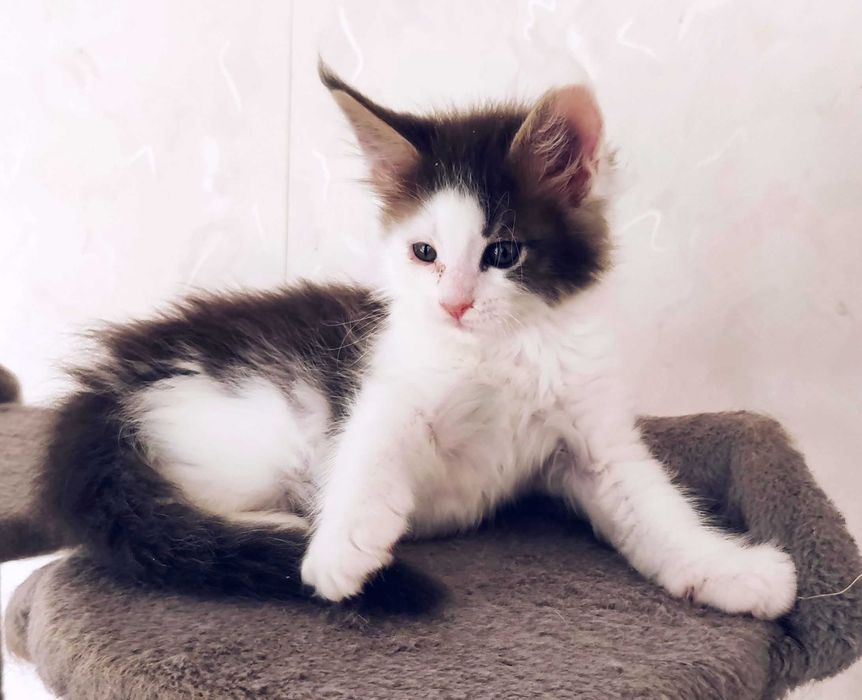 Maine Coon - kotka biało niebieska