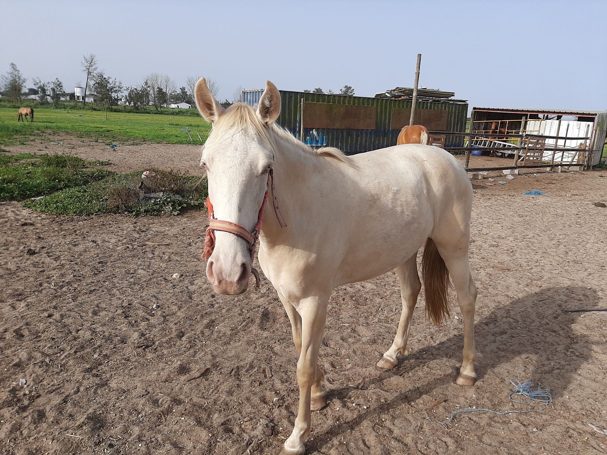 Vendo varios cavalos, a variados preços