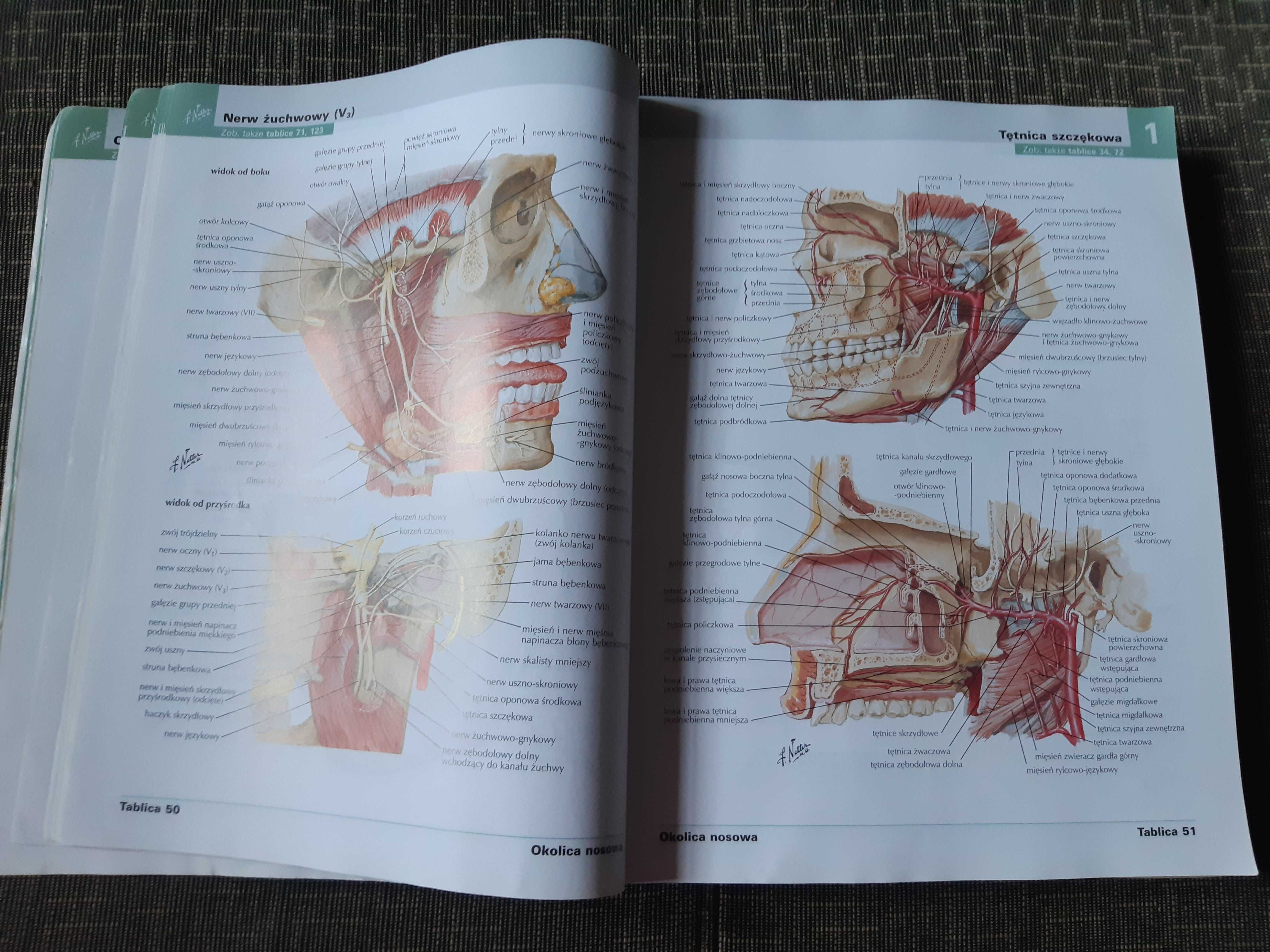 Atlas anatomii człowieka Netter polskie mianownictwo