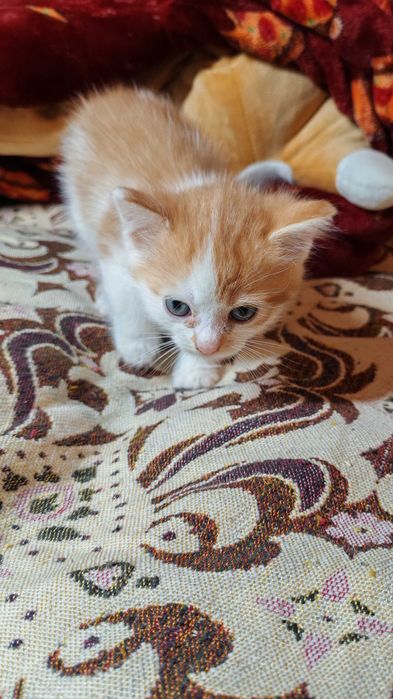 Котик хлопчик шукає дім