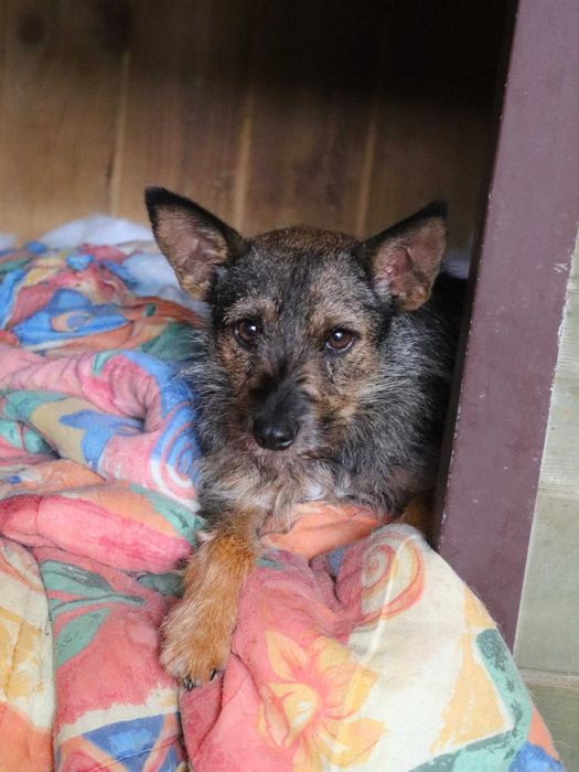 Pilne!Młoda, mała, nieśmiała suczka szuka dobrego domu