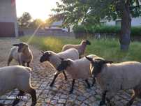 Sprzedam barany rasy Suffolk