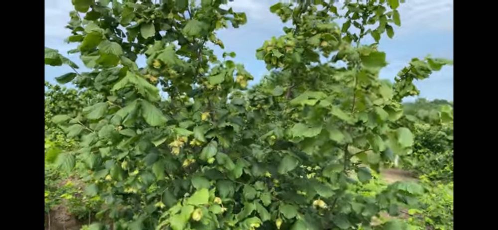 Продам горіхи крупноплідного фундука.