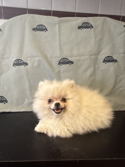 Spitz Alemão Branquinho Pequenino