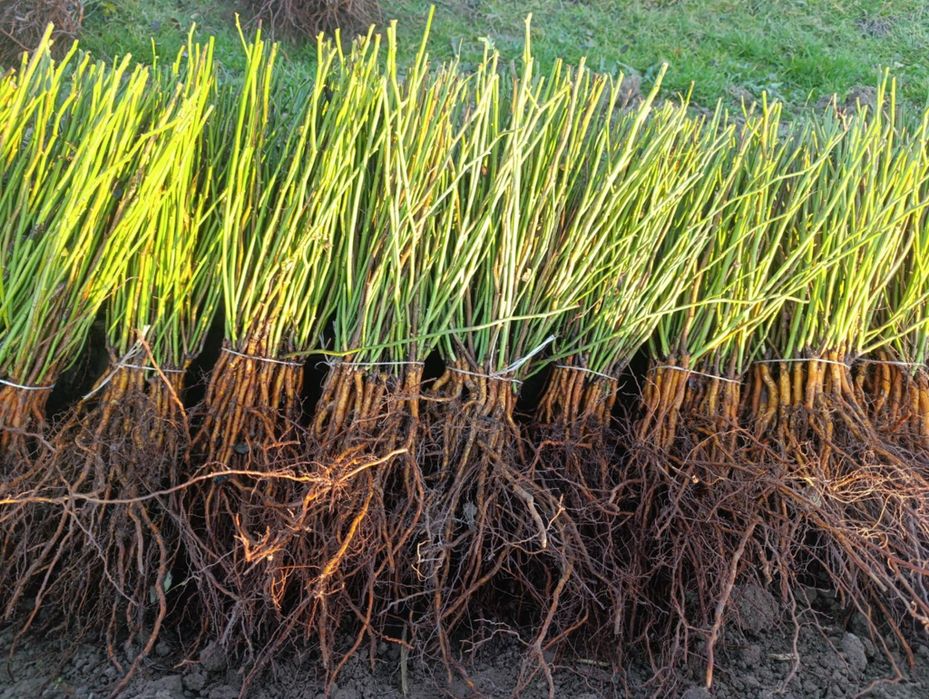 Podkładka róż Multiflora Erecta