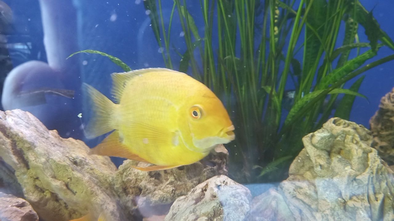 Severum  gold piękna dobrana para