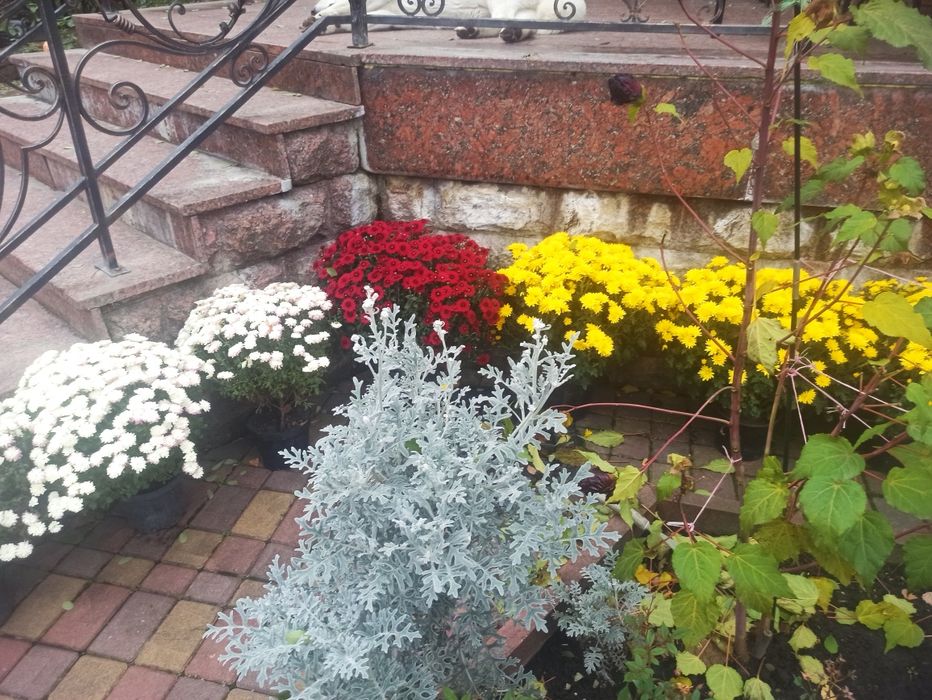 Хризантема бигуди, черенки