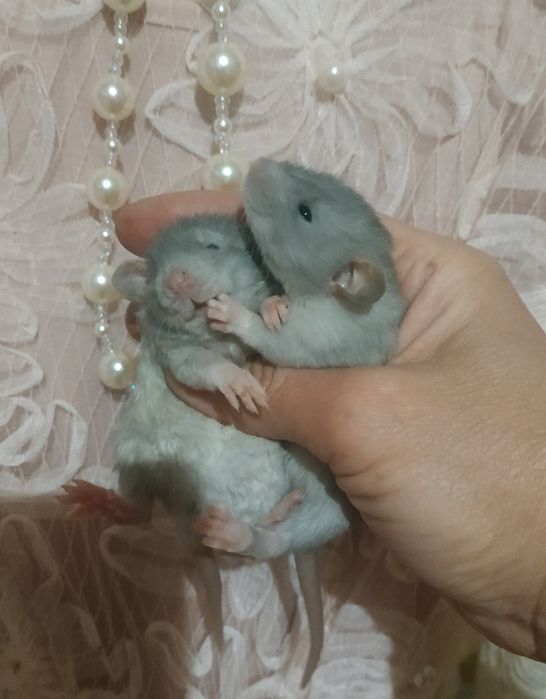 Очень красивые голубого окраса крысята Дамбо Рекс в Харькове крыса