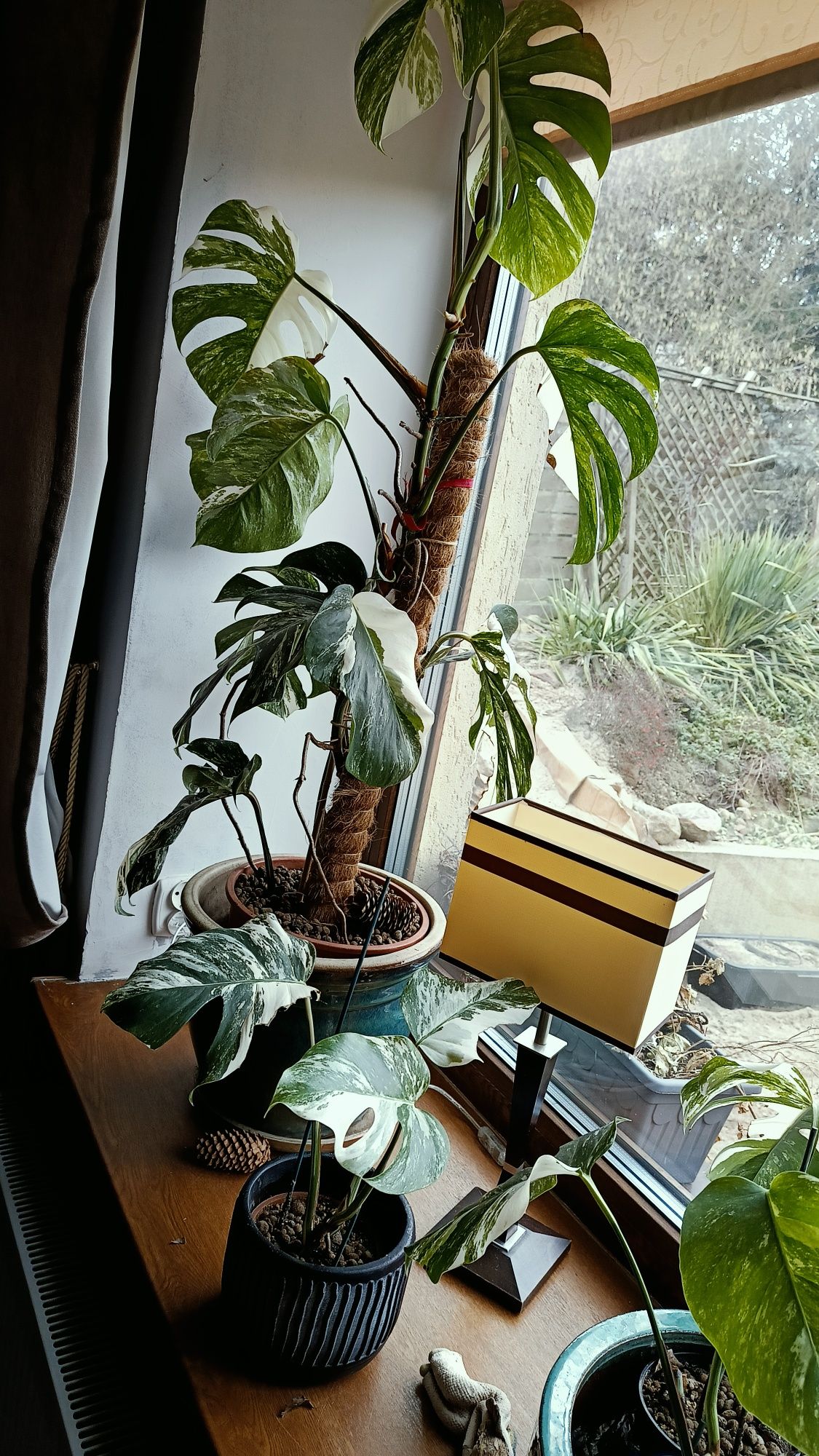 Monstera variegata 35cm