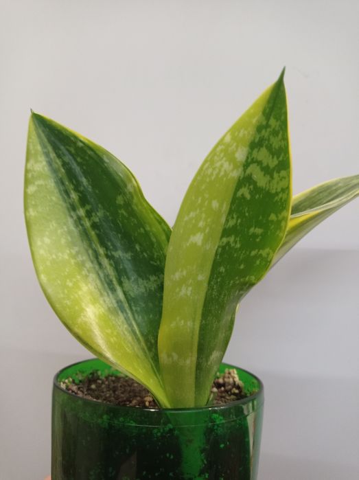 Сансевиерия Лонг лиф  Перл Янг Виена Зиберт вар Зебра Голод флейм