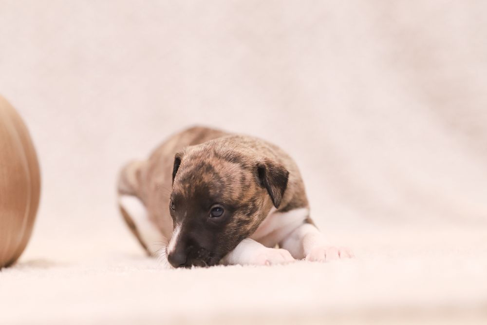 Chart Angielski Whippet ZKwP FCI