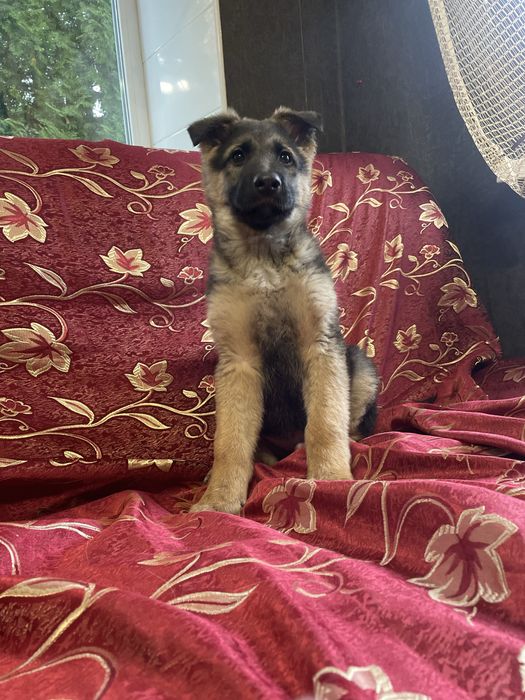 Щенки немецкой овчарки