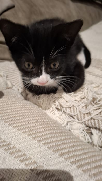 Gatinhos para adoção
