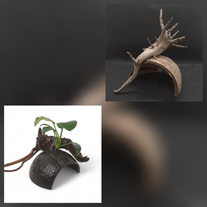 Elementos Naturais para Aquário – Casca de Coco com Tronco e Anúbia