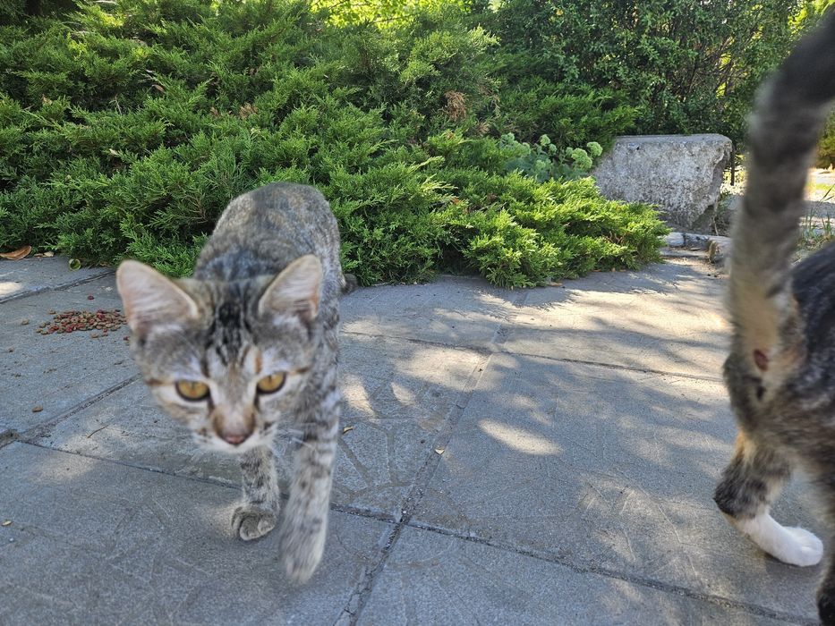 Котята 3 месяца живут на автостоянке