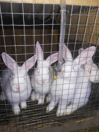 Продам кролів породи біла термонська