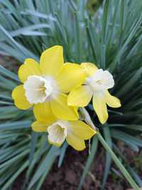 Нарцис багатоквітковий, нарцисс многоцветковый, ціна за 10 шт.