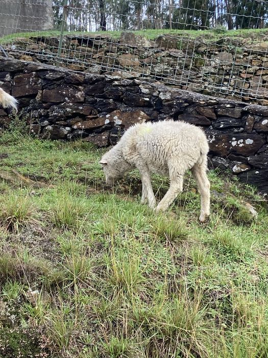 Vendo cabrito e anho