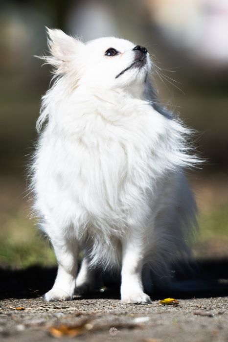 Reproduktor FCI zkwp Chihuahua długowłosy