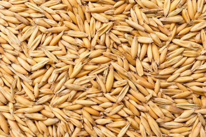 Owies jary zbiór 2025