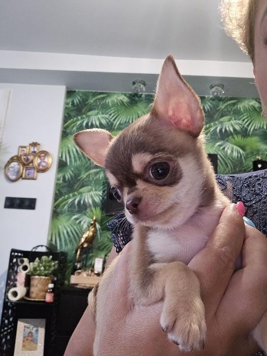 krótkowłosy piesek chihuahua umaszczenie husky
