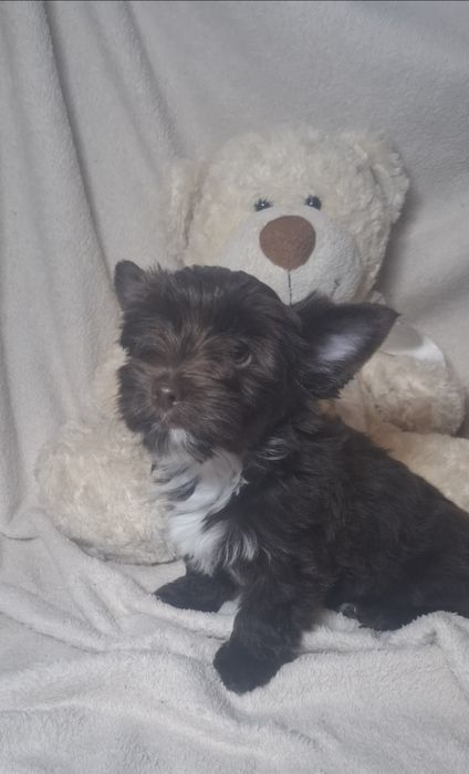 Хлопчик шоколадного забарвлення