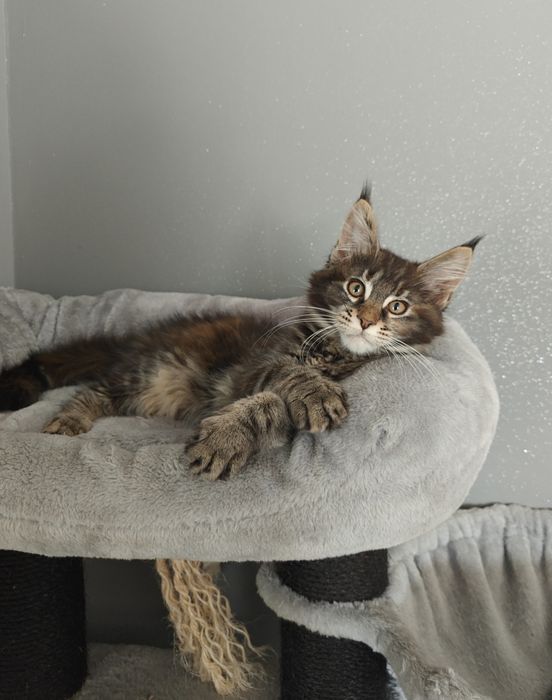 Kotka Maine Coon gotowa na zmianę domku