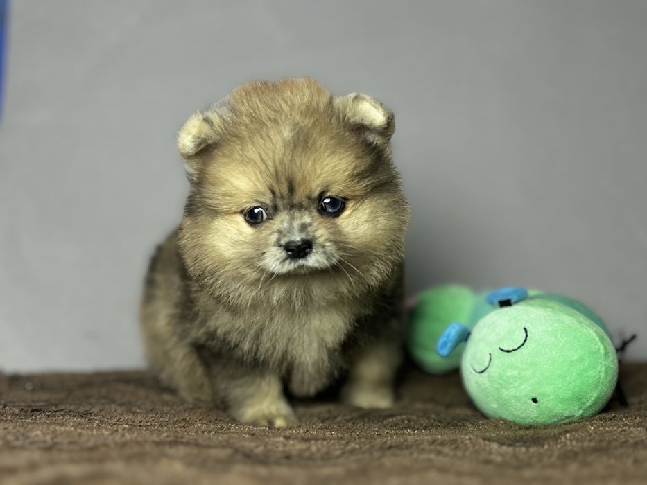 дівчинка блакитна ока тип ведмедик