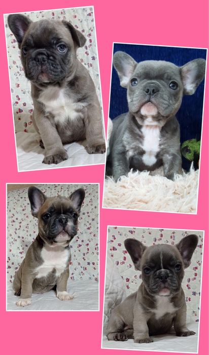 Шикарні малюки цуценята французики елітних кольорів!