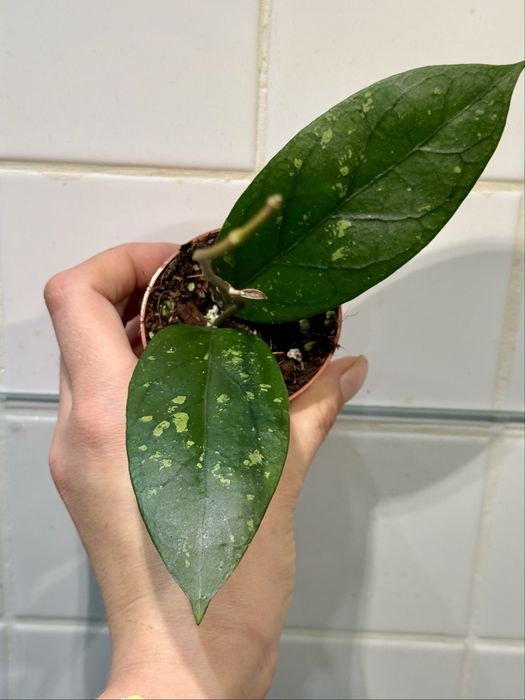 Hoya lai chau splash hoja
