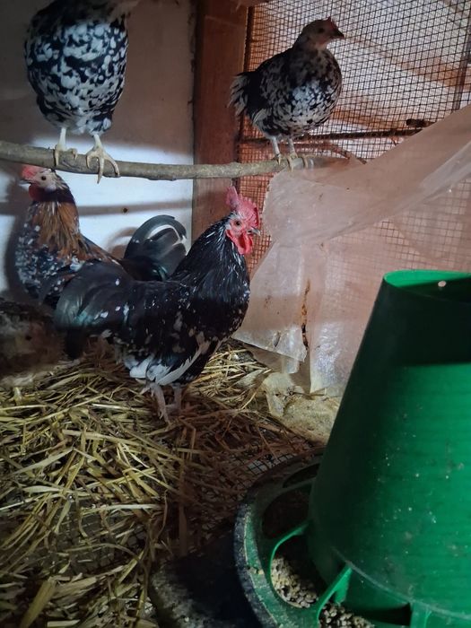 Vendesse garnizos machos