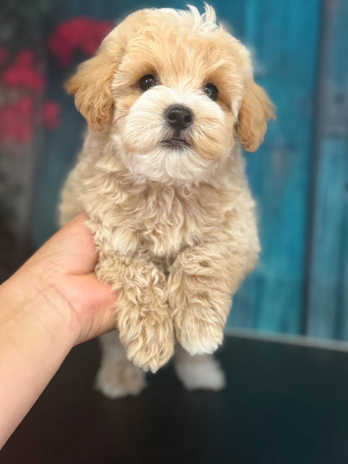 Maltipoo ostatni piesek