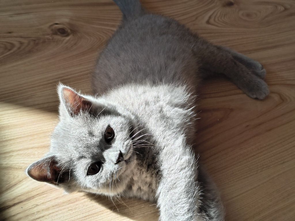 CHLOE Kotka Brytyjska Niebieska Krótkowłosa