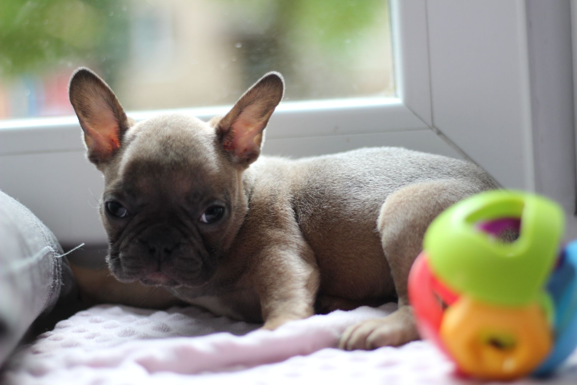 Buldog francuski suczka
