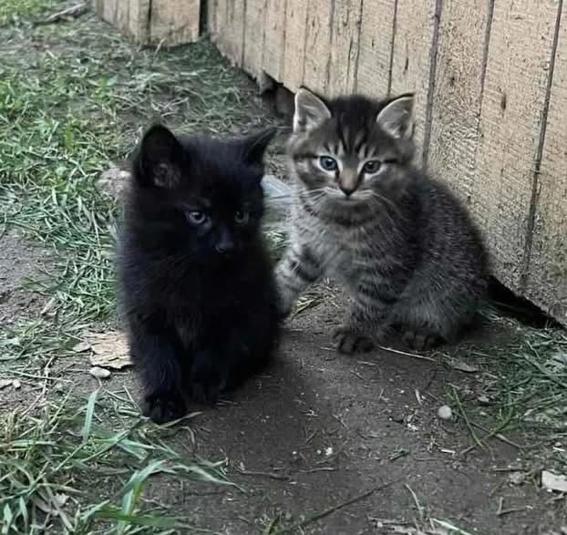 Отдаем котят котята