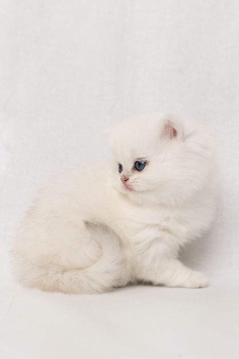 Кошеня британська срібна довгошерста шиншила