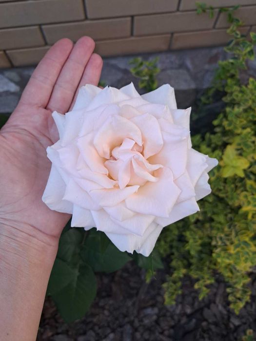 Троянди, Розы, квіти, цветы, гвоздика, бересклет, георгины, растения