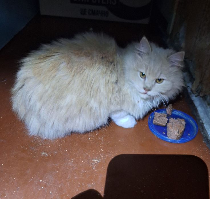 Котенок мальчик рыжий бесплатно. Котята даром. Кот. Котик