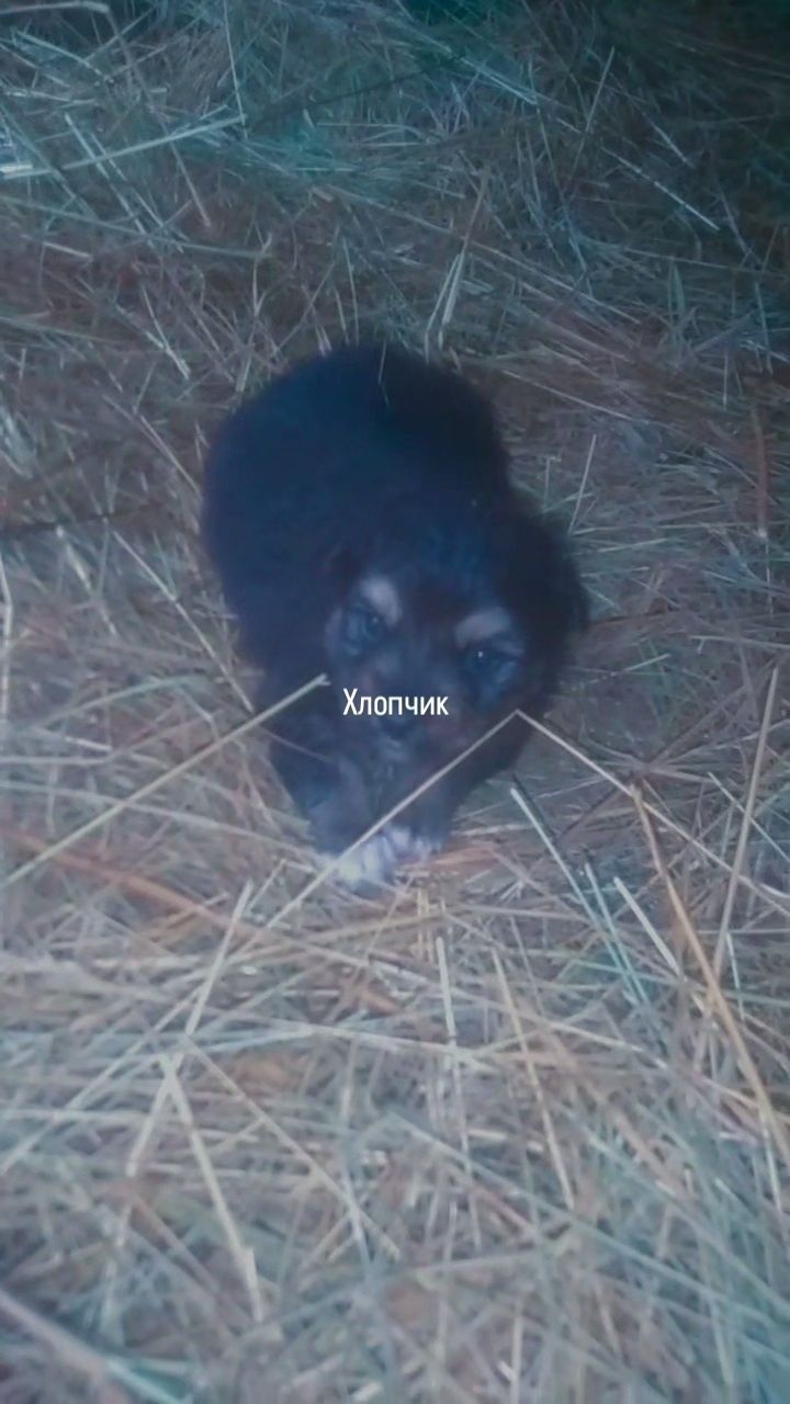 Віддаються цуценята