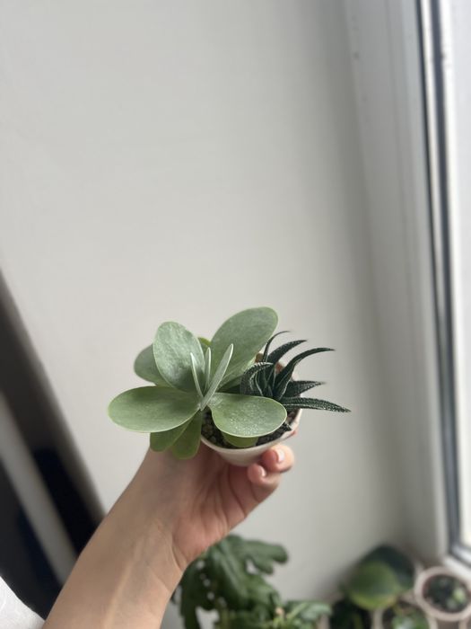 Набір сукулентів