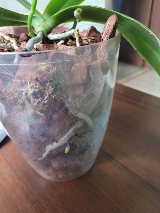 Давно домашня орхідея Анаконда, з квітконосом.