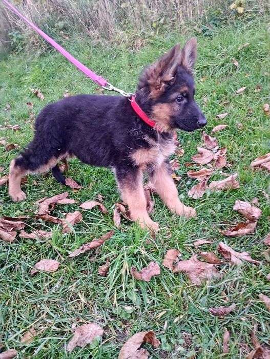 Owczarek Niemiecki SZCZENIAK