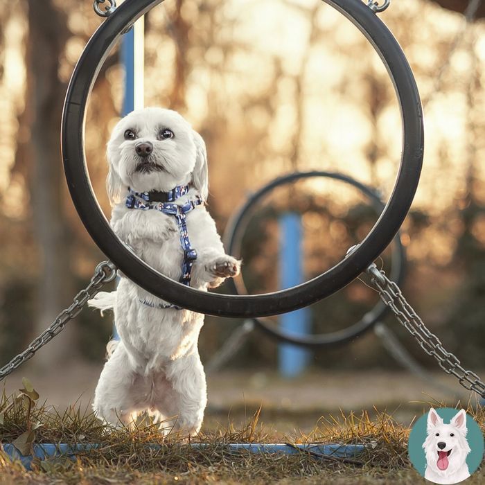 wygodne szelki guard dla średniego psa beagle basenji m 20 mm blue