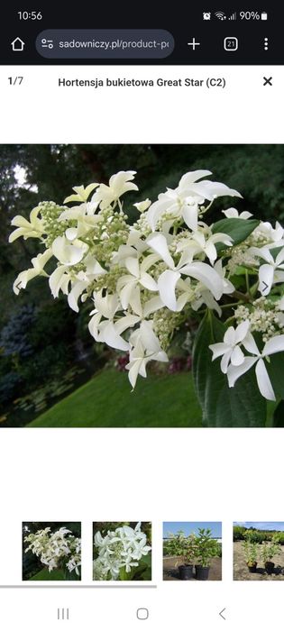 Hortensja bukietowa półpełne kwiaty Golden Star