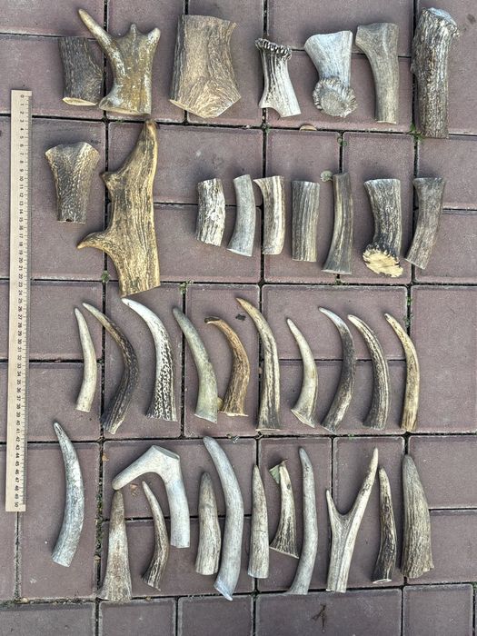 Заготовки рог для поделок