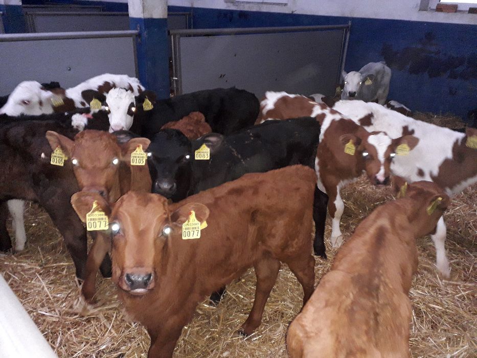 Cielęta, cielaki, byczki oraz jałówki mięsne, MM,MS,HF transport