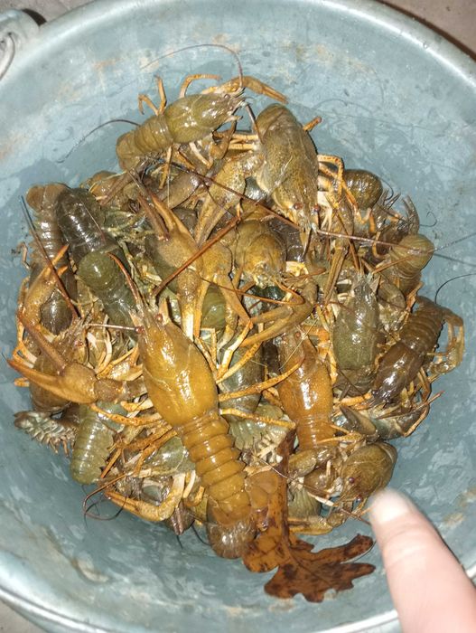 Живите раки Краматорск