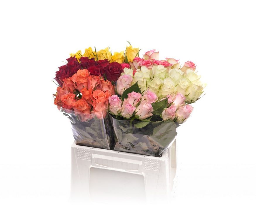 Róża kwiat żywy Rosa la mix in bucket 10 szt